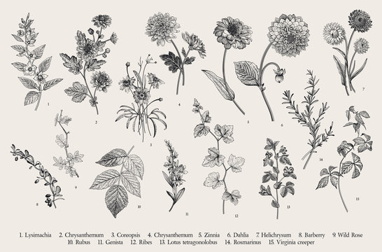 Vintage vector botanical illustration. Set. Autumn flowers and twigs. Black and white