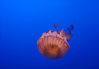 Closeup wildlife of single  red Jellyfish underwater blue sea texture background at the Monterey Aquarium - california  , united states of america  ( USA )