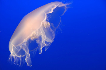 Closeup wildlife of single  white Jellyfish underwater blue sea texture background at the Monterey...