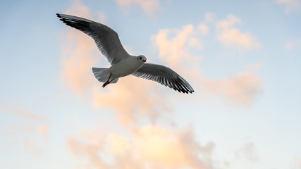 closeup of seagulls during flight in front of vesuv mountain