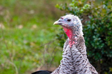 Ocellated turkey portrait.