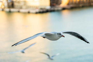 closeup of a seagull during flight in front of harbor