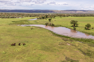 Fototapeta na wymiar Oblique aerial view of wild horses on the floodplains and marshes near Wyndham in Cambridge Gulf in the Kimberley region of Western Australia.