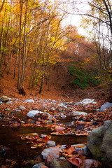 autumn forest creek