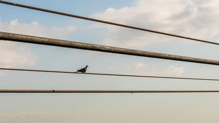 bird on historic cable car cables, at harbor of Barcelona city, spain