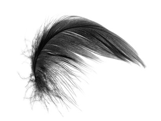 Beautiful black feather isolated on white background