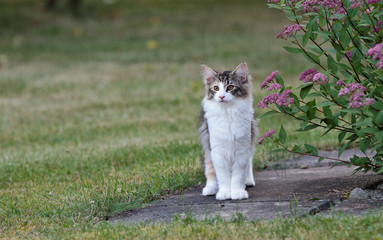 Naklejka na ściany i meble A four months old norwegian forest cat kitten standing beside a blooming plant in a garden