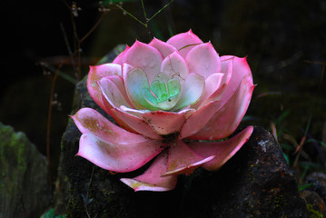 Closeup Pink succulent plant in the stone park 