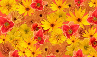 Background of orange and yellow autumn flowers