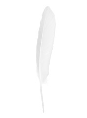 Beautiful sketching white feather  isolated on white  background