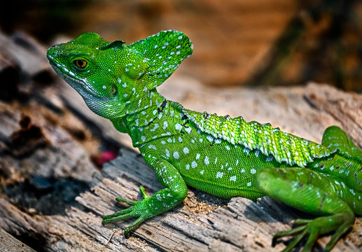 Green basilisk on the beam. Latin name - Basilicus plumifrons