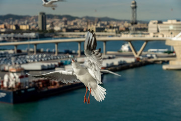 closeup of a seagull at Barcelona waterfront