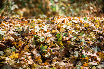 Beautiful autumn forest during sunset time. Azerbaijan Nature