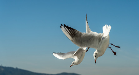 closeup of a seagull at Barcelona waterfront