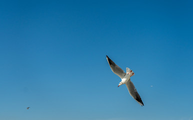 closeup of a seagull at Barcelona waterfront