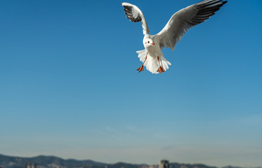 closeup of a seagull at Barcelona waterfront