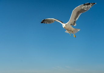 closeup of a seagull at Barcelona waterfront