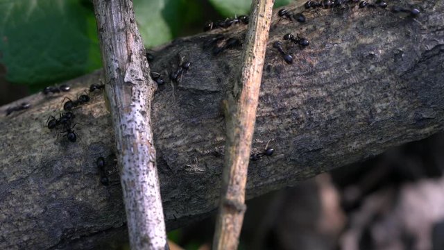 Ants busily go by thin tree  - (4K)