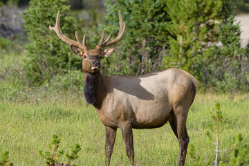 Fototapeta na wymiar Bull Elk in The Colorado Rocky Mountains