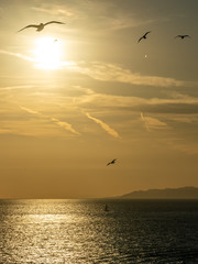view of sunset with birds in front of the sun at Barcelona waterfront, spain