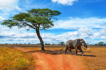 Elefant mit Akazie
