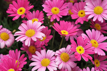 Naklejka na ściany i meble Fresh Blooming Pink Marguerite daisy or Paris daisy of Argyranthemum frutescens in Ba na hills garden , danang , vietnam 