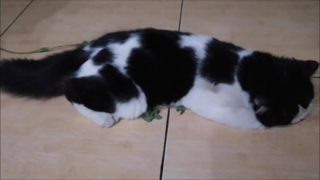 When a cat meet catnip