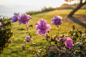 Beautiful flowers growing outdoor at green lawn in soft backlight of sunset warm delicate sun light. Horizontal color photogaphy.