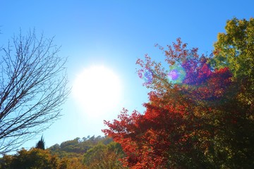 空　秋　風景　山　杤木