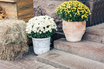 autumn flowers and decorative plants in pots, raw pumpkins on the street near the entrance to the cafe, Kiev, Ukraine.