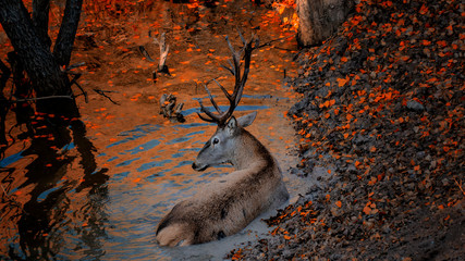 male red deer lying in the pond in the forest in autumn