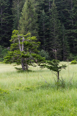 Glade with two pines