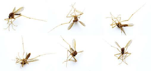Dead mosquitoes isolate closeup white background