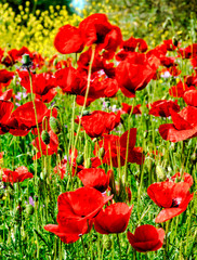 Pavots orientaux à Nea Poteidaia, Grèce