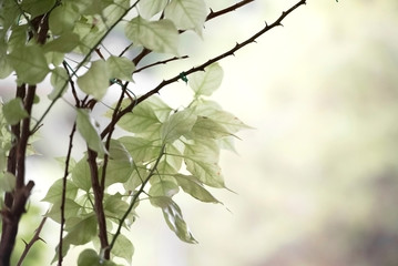 Green leaves in a defocussed background.