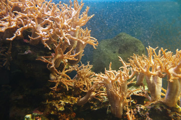 Underwater world of coral reef in a tropical sea.