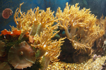 Naklejka na ściany i meble Glorious view of the underwater world of coral reef in a tropical sea.