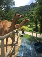 the camels in a cage at zoo , Thailand