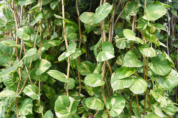 closed up the golden pothos on a tree