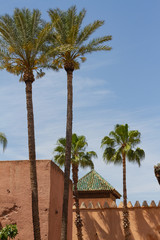 Moroccan palm trees (Medina, Marrakesh)