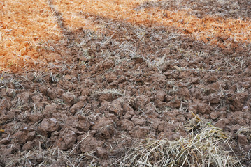 a view of the barren rice field