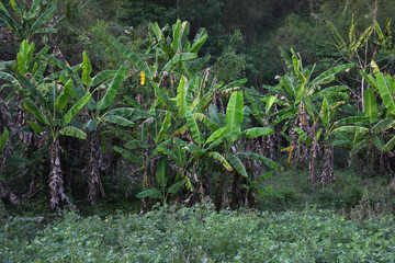 View of a banana tree farm in Thailand