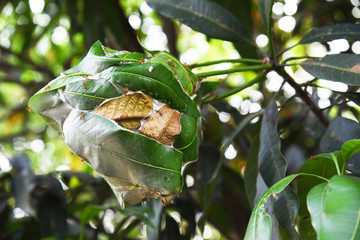 Closed up the red ant nest on a tree