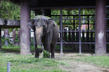The elephant at a Dusit zoo in Thailand
