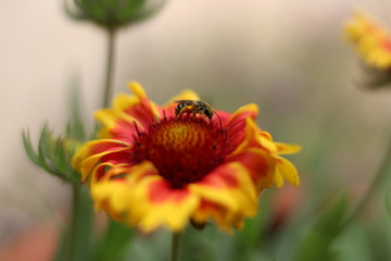 bee on flower