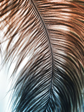 Ostrich bird feather shadows on white background