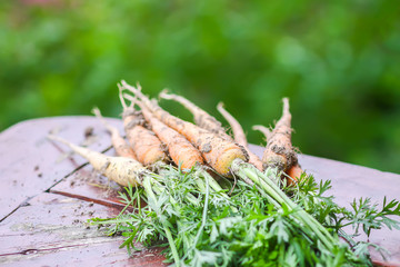A bunch of fresh carrots outdoors.