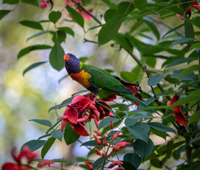 australian rainbow lorikeet