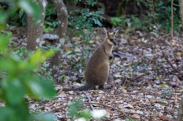 Young Swamp Wallaby in the forest