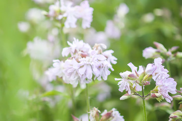 Common soapwort, bouncing-bet, crow soap, wild sweet William plant. Saponaria officinalis white flowers in summer garden.
